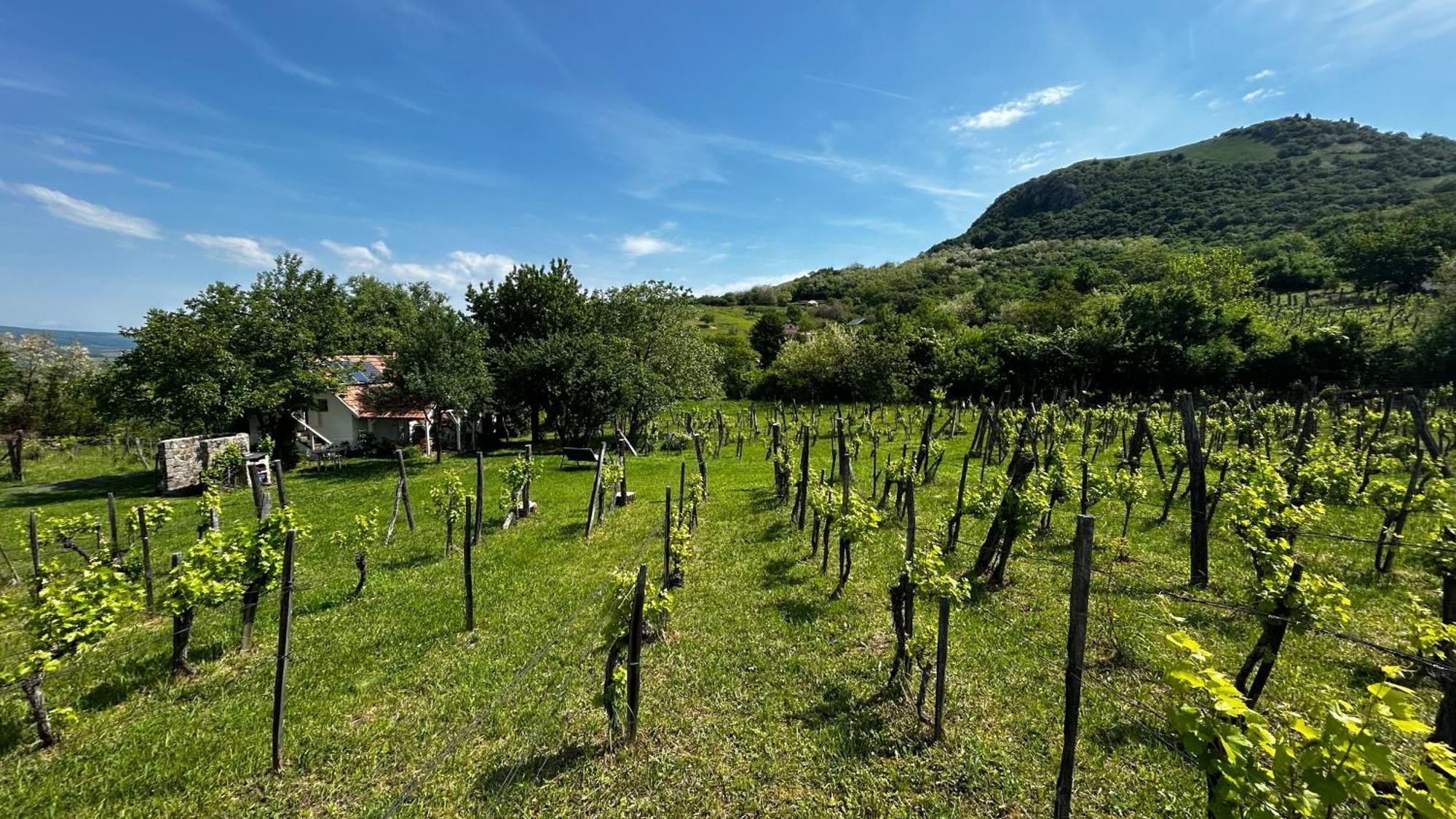 Csobanc Szerelem-Nemzeti Park-Oenallo Haz - Klimatizalt Gyulakeszi Εξωτερικό φωτογραφία